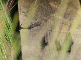 Little lizard sunbathing on a wooden plank