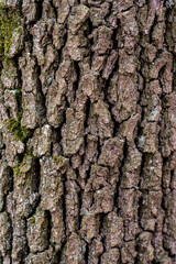Background and pattern. rustic wood bark texture background of common hornbeam.