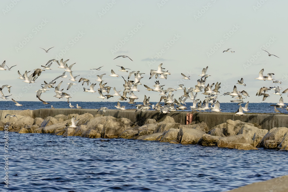 Canvas Prints The flock of  ring-billed gull (Larus delawarensis) on the shore of the lake Michigan