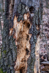 A tree trunk pecked out by a woodpecker, which creates typical hollows