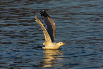 Fototapeta na wymiar A herring gull (larus argentatus smithsonianus) on the Lake Michigan,