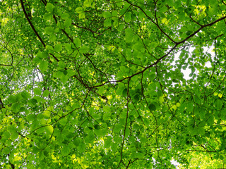 Looking up through green foliage abstract pattern background in nature 