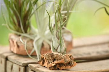 Green tillandsia air plants into the wood