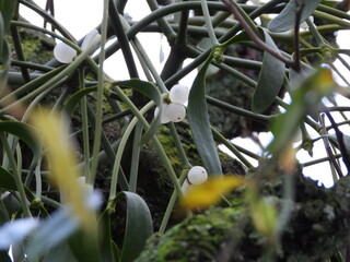 Viscus album with berries