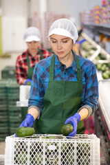Portrait of young woman busy on factory for processing agricultural products, sorting and packing...