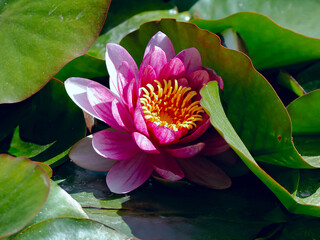 A serene scene with a vibrant pink waterlily blooming amidst lush green leaves, adding beauty and tranquility to the pond.