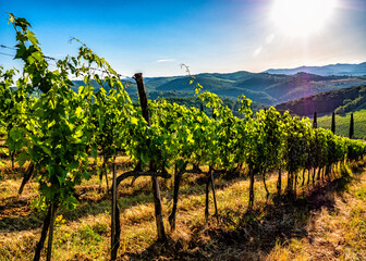 Fototapeta na wymiar Wine Vineyard