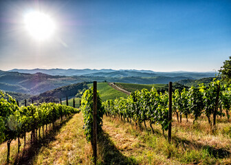 Fototapeta premium Wine Vineyard