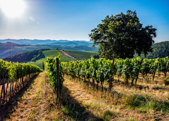 Fototapeta na wymiar Wine Vineyard