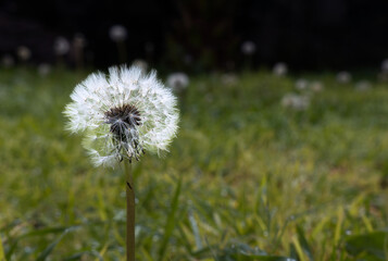 White dried Taraxacum officinale plant in the garden, with space for text