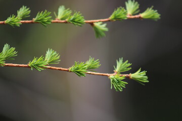 Tannennadel Zweig - Pine needles branch