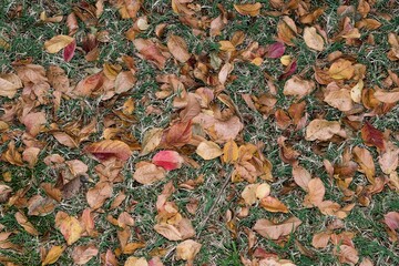 Dead Crepe Myrtle leaves scattered across a lawn during the Fall Season in Houston, TX. Lawn care yard maintenance concept.