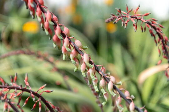 Dune gasteria (gasteria acinacifolia) flowers in bloom
