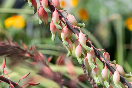 Dune gasteria (gasteria acinacifolia) flowers in bloom