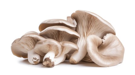 Fototapeta na wymiar Oyster mushrooms isolated on a white background.