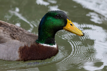 Beautiful Mallard Duck Close up