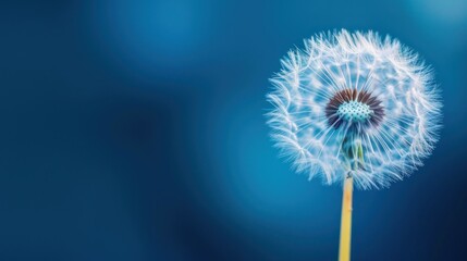  a close up of a dandelion on a blue background with a blurry image of the dandelion in the foreground and the top of the dandelion.