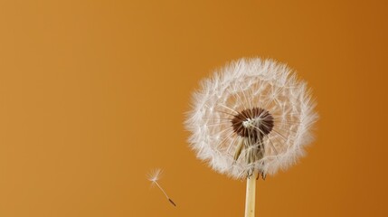  a dandelion is blowing in the wind on an orange background with a single dandelion in the foreground and a single dandelion in the foreground.