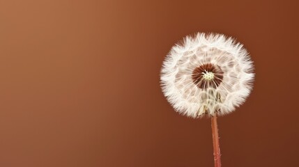  a close up of a dandelion on a brown and brown background with a blurry image of the dandelion in the center of the dandelion.