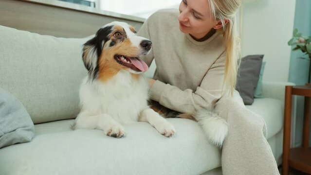 Charming Aussie Shepherd enjoys a relaxing moment on the sofa while her owner pets her