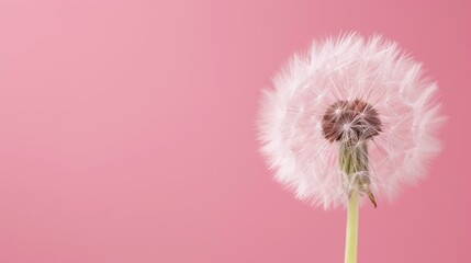  a dandelion on a pink background with a blurry image of a dandelion in the middle of the dandelion, with a pink background.