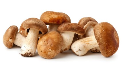 Porcini mushrooms on white background