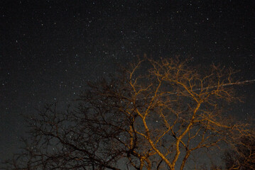 tree in the night sky long exposure stars Milky Way galaxy starry night