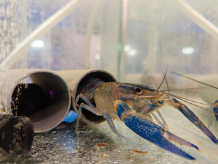 Growing of crayfish. Australian blue crayfish - cherax quadricarinatus in aquarium