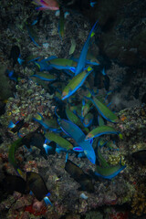Fototapeta na wymiar Coral reef fish swimming above pristine diverse reef in the Pacific Ocean