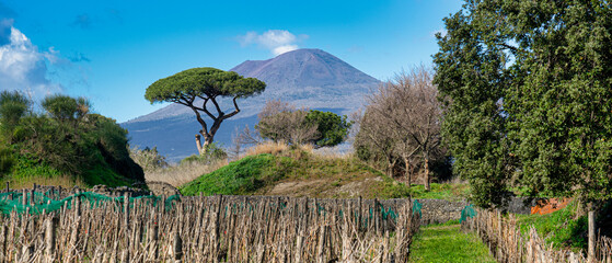 vineyard with vesuvius volcano background in pompeii archeological park.