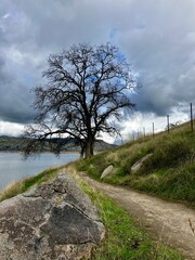 tree on the hill