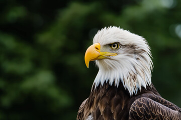 Fototapeta premium A close-up of a bald eagle's head with a sharp yellow beak and intense eyes, set against a backdrop of green foliage.