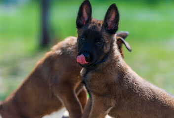 Portrait of a two young belgian shepherd puppy. Selective focus