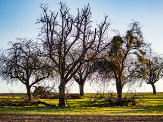 Zusammengebrochene alte Obstbäume im Winter