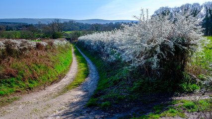 Country lane in spring with flowering hazel, in Dorset, UK