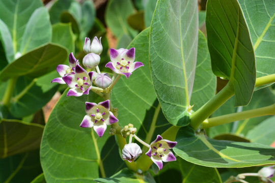 Beautiful white and purple flowers of Calotropis procera in sun. 