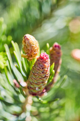 Early Stage Pine Cone with Dew on Needles, Macro View
