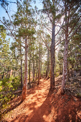 Golden Hour Forest Trail in Sedona with Pine Trees