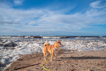Red shiba inu dog equiped with harness, leash and GPS on Baltic sea shore in winter