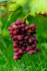 Tasty and healthy grapes with an unsurpassed taste and aroma...