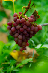 Tasty and healthy grapes with an unsurpassed taste and aroma...