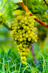 Tasty and healthy grapes with an unsurpassed taste and aroma...