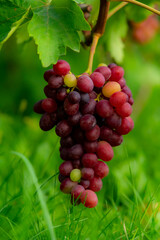 Tasty and healthy grapes with an unsurpassed taste and aroma...