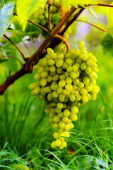 Tasty and healthy grapes with an unsurpassed taste and aroma...