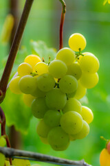 Tasty and healthy grapes with an unsurpassed taste and aroma...