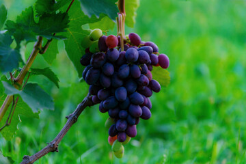 Tasty and healthy grapes with an unsurpassed taste and aroma...