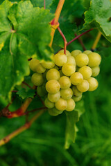Tasty and healthy grapes with an unsurpassed taste and aroma...