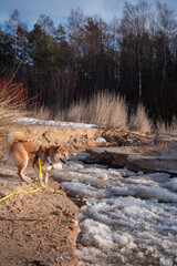 A red Shiba inu dog  equiped with harness, leash and GPS is forcing a frozen river on sunny day