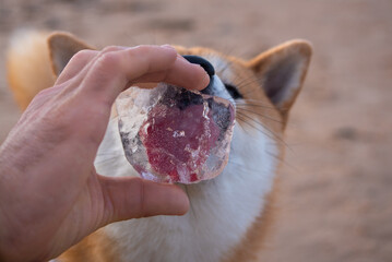 Shiba inu dog is licking a piece of ice in man's hand on the sea beach in winter