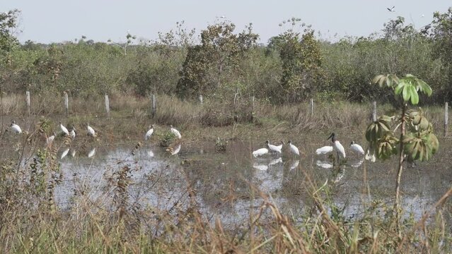 Giant Jabiru Stork, Jabiru mycteria, and wood stork, Mycteria americana, wading through a swamp in the wetlands of the border region between Brazil and Bolivia close to the Pantanal.